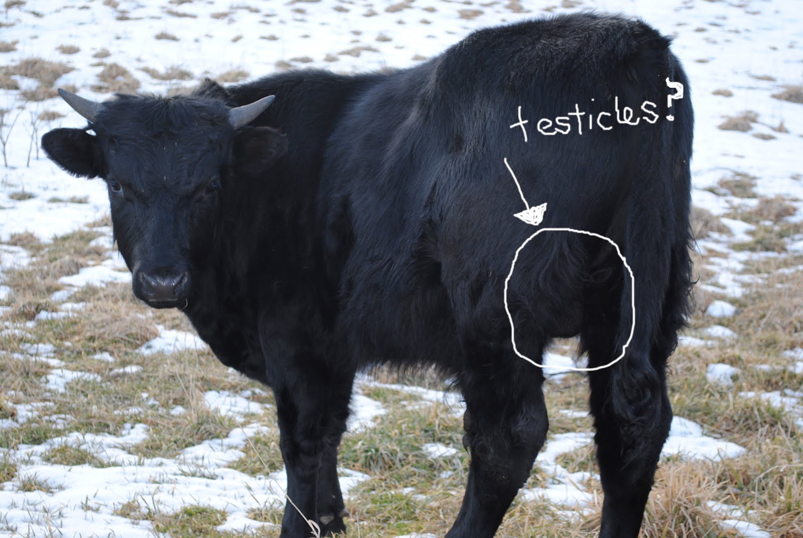 Cairncrest Farm Shocking Discovery II