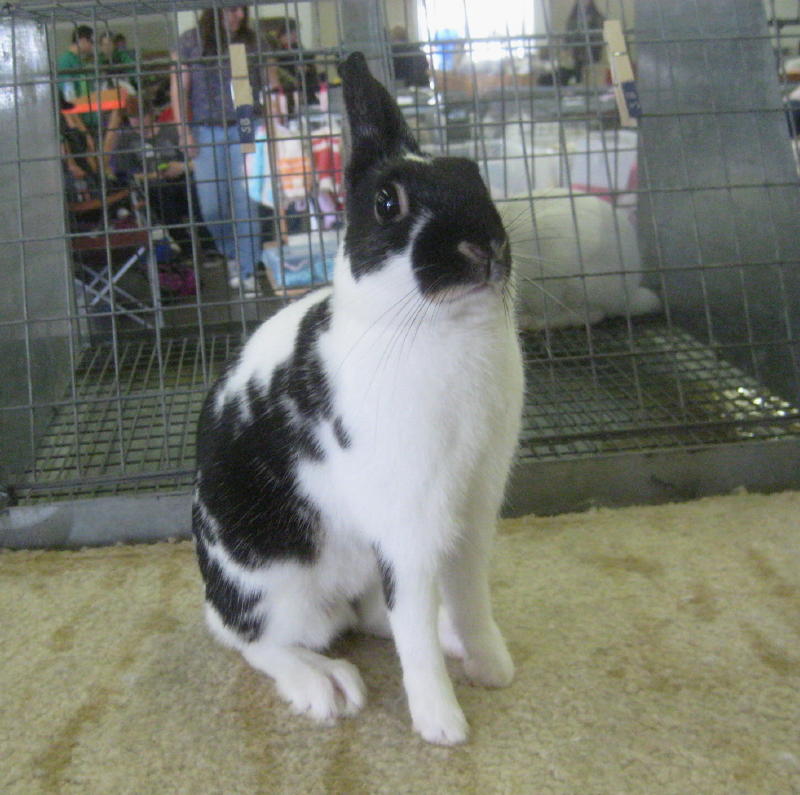 Northern California Angora Guild Broken Britannia Petite Accepted for