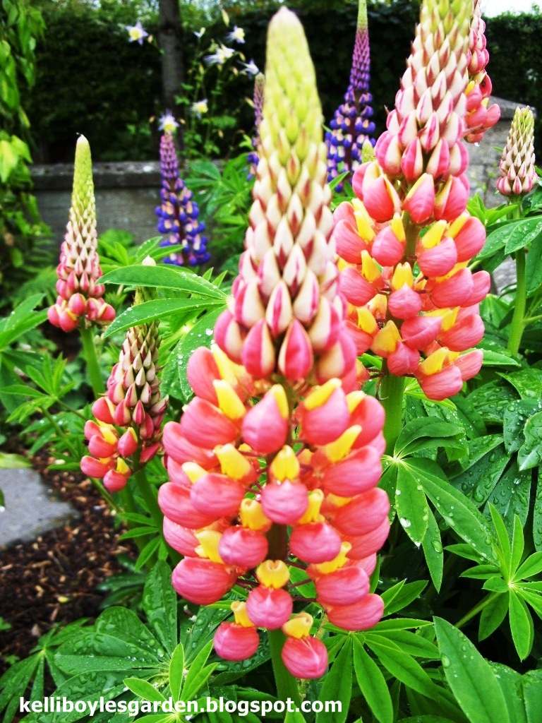 Kelli's Northern Ireland Garden Luvin Lupins