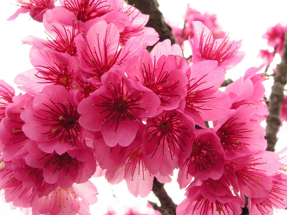 wallpaper engine best cherry blossom wallpaper engine best cherry blossom