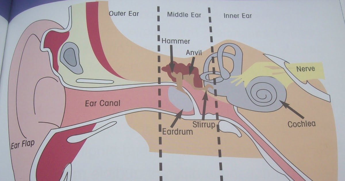 Porter's Primary: SCIENCE ~ "Sound Waves" ~ The Parts of the Ear