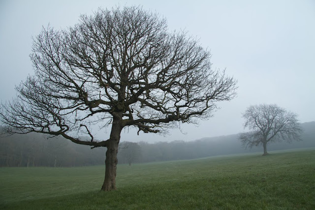 Trees in the Fog 