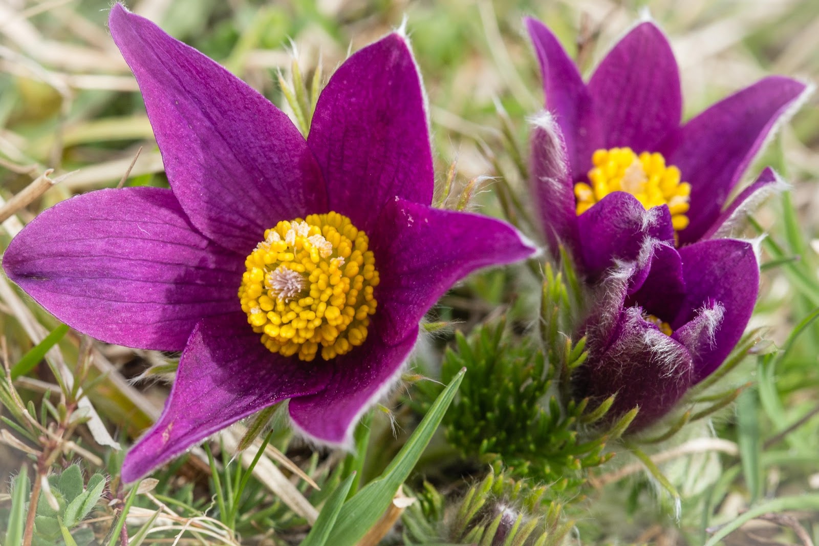 Pasque Flower Flower Dreams