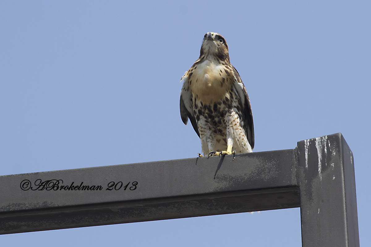 RedTailed Hawk Nest 20092017 Redtailed Hawk juvenile crying for