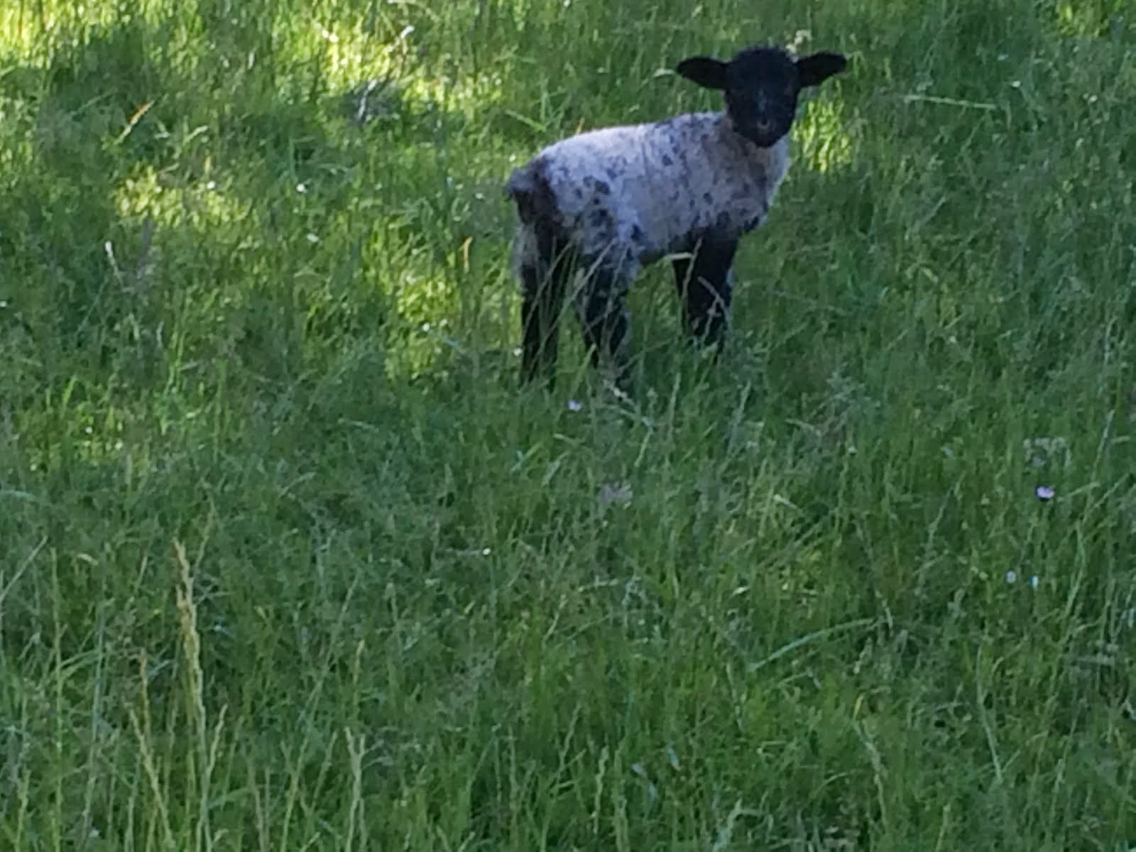 This lamb's owner (a farmer) said I have him!