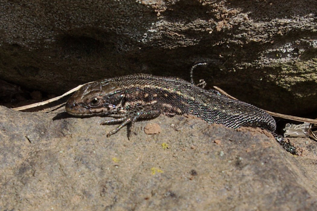 Rudolfs Park Historischer Rosen Mai 2013