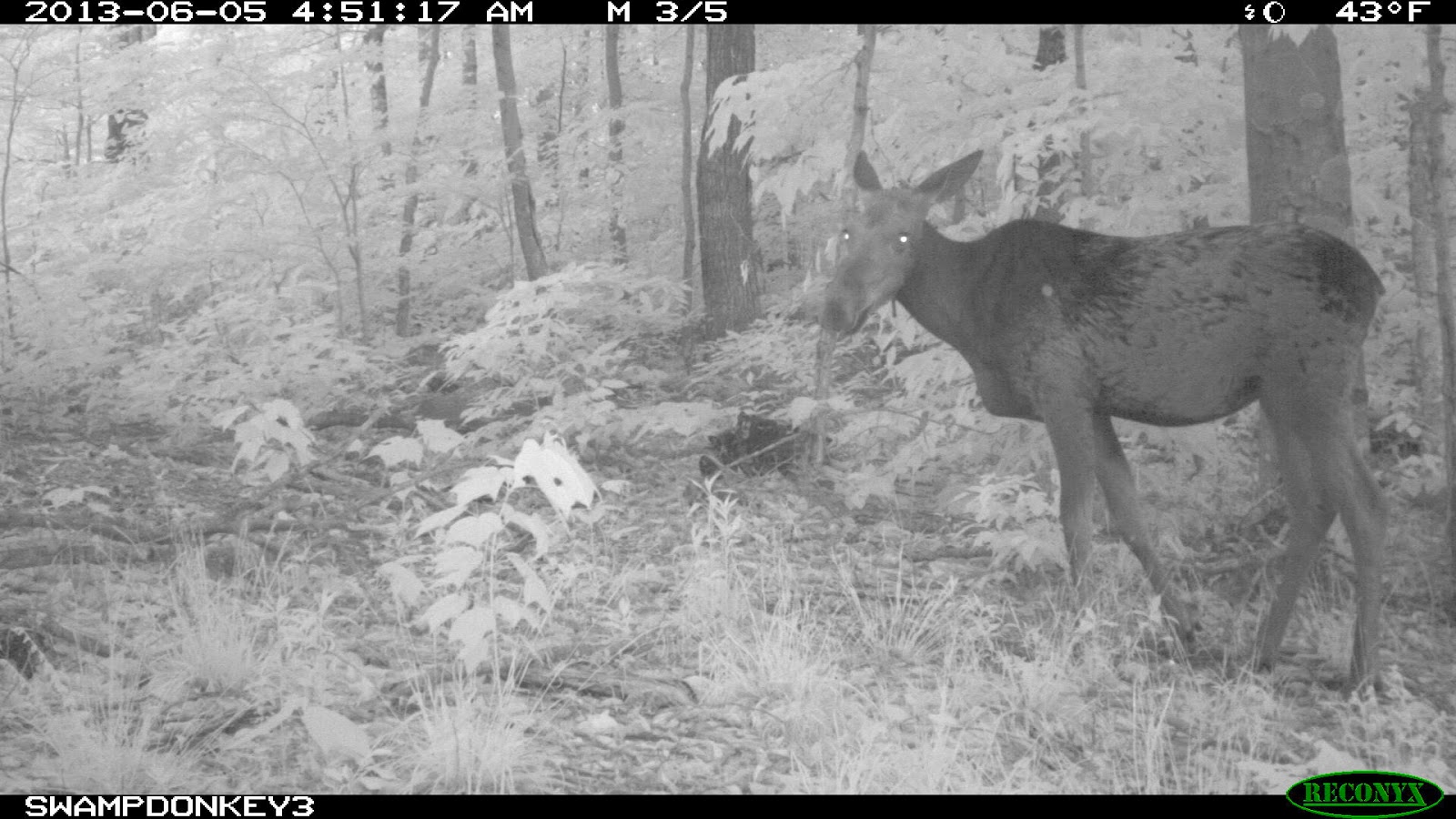 Swamp Donkey Adventures