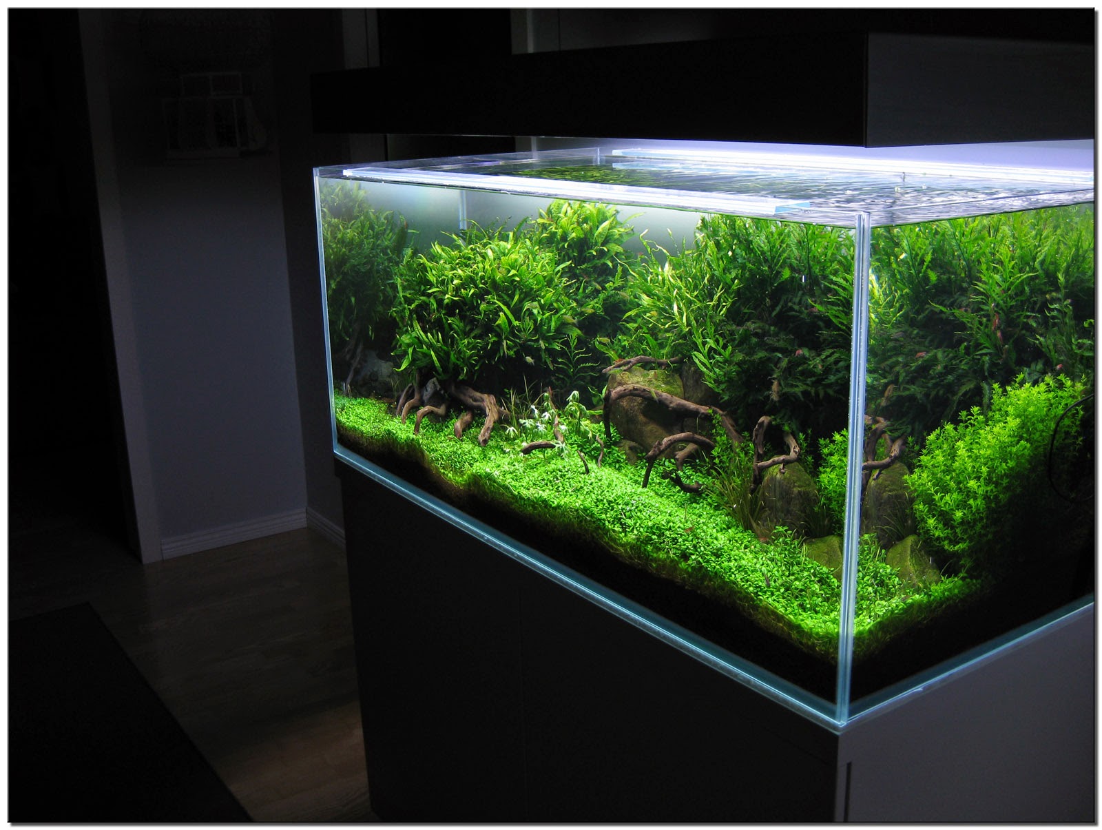 Aquascape Design Kamus Aquascape