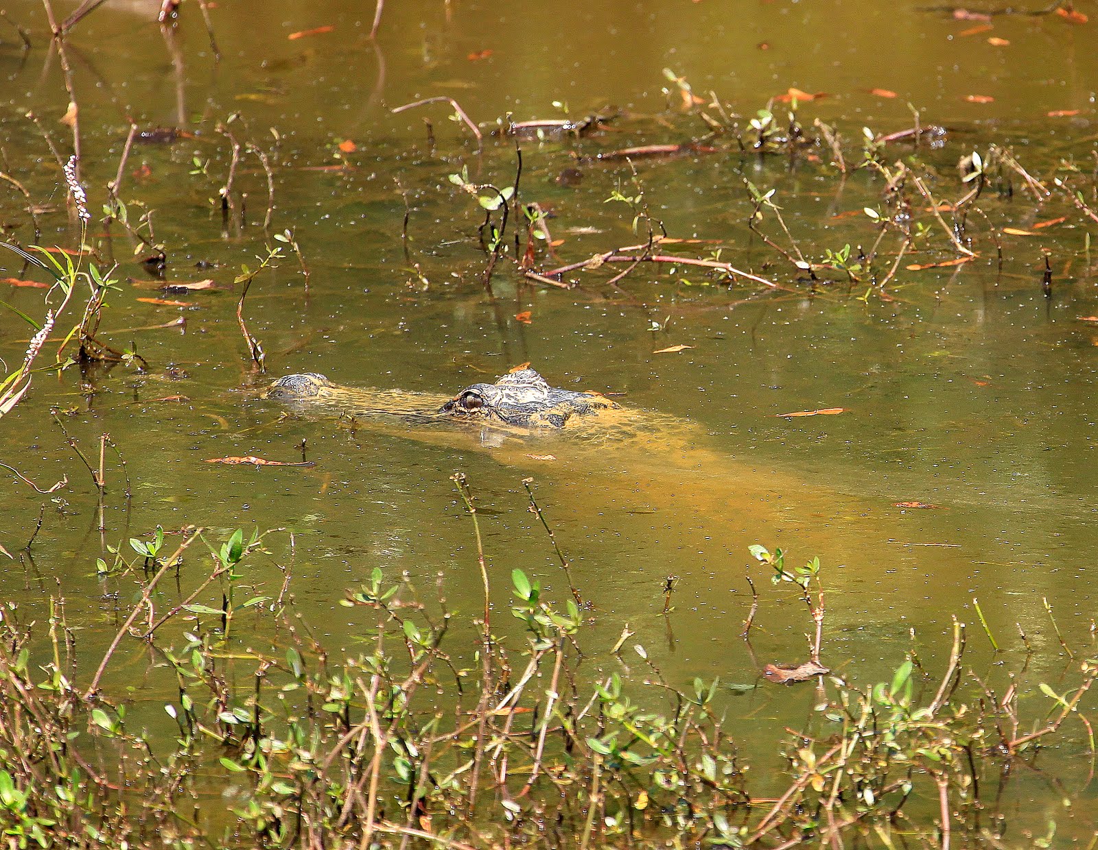 Photographs and Grumbles