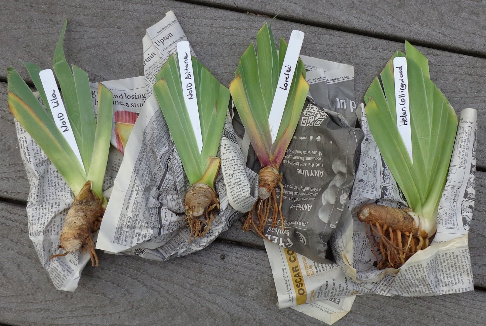Growing Greener in the Pacific Northwest Heritage Iris Order