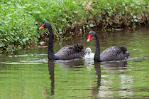 Cisne negro