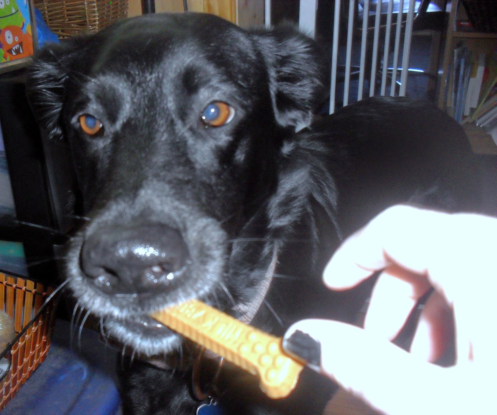 John Paul Pet Review and giveaway