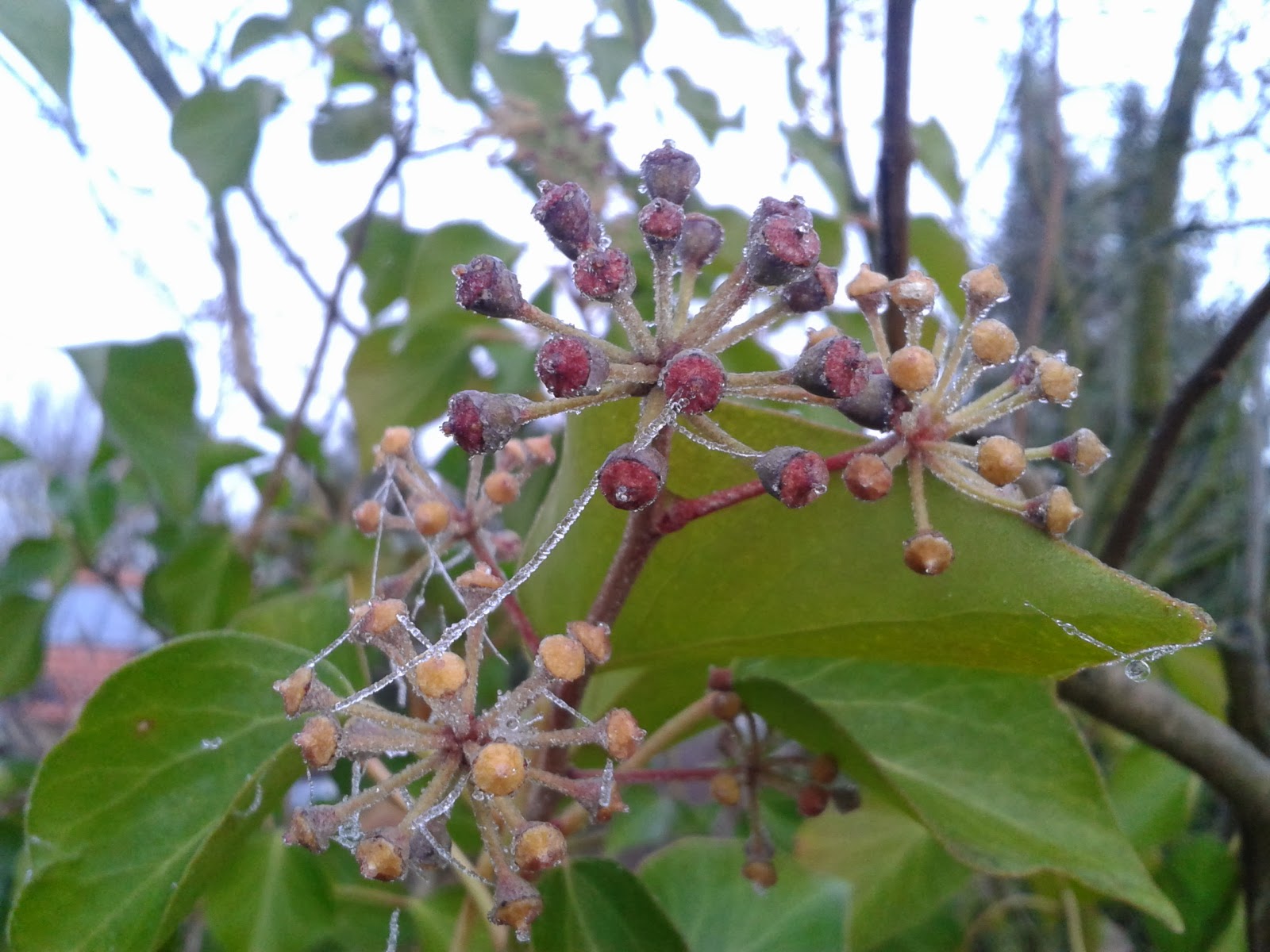 Der Bananensprayer Thomas Baumgartel Markiert Galerien Und