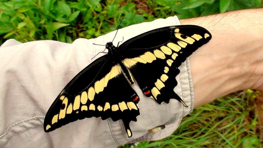 Tales From The Wilds: Giant Swallowtails Return to Breed and a