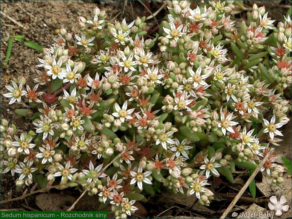 Sedum hispanicum - Rozchodnik siny