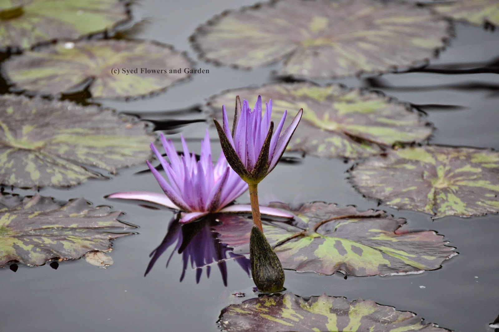Flower and Garden How to Grow Water Lilies or Aquatic Plants