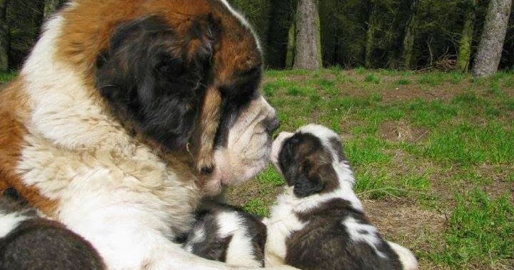 rottweiler for free adoption kannur st bernard with puppy st bernard rottweiler for free adoption kannur st bernard with puppy st bernard