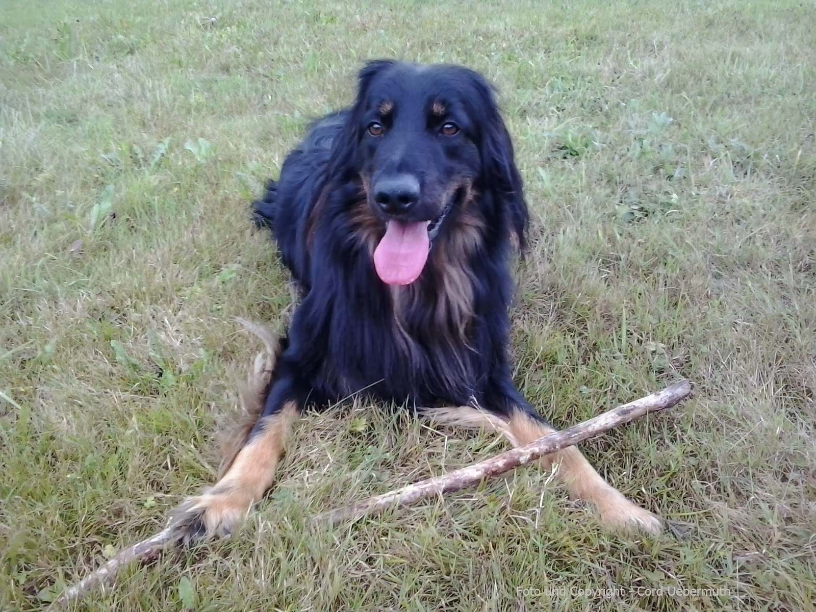 Ein toller Hund…
