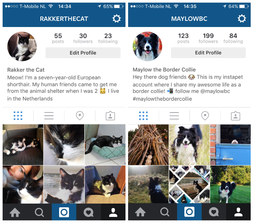 How Do I Set Up An Instagram Account For My Dog