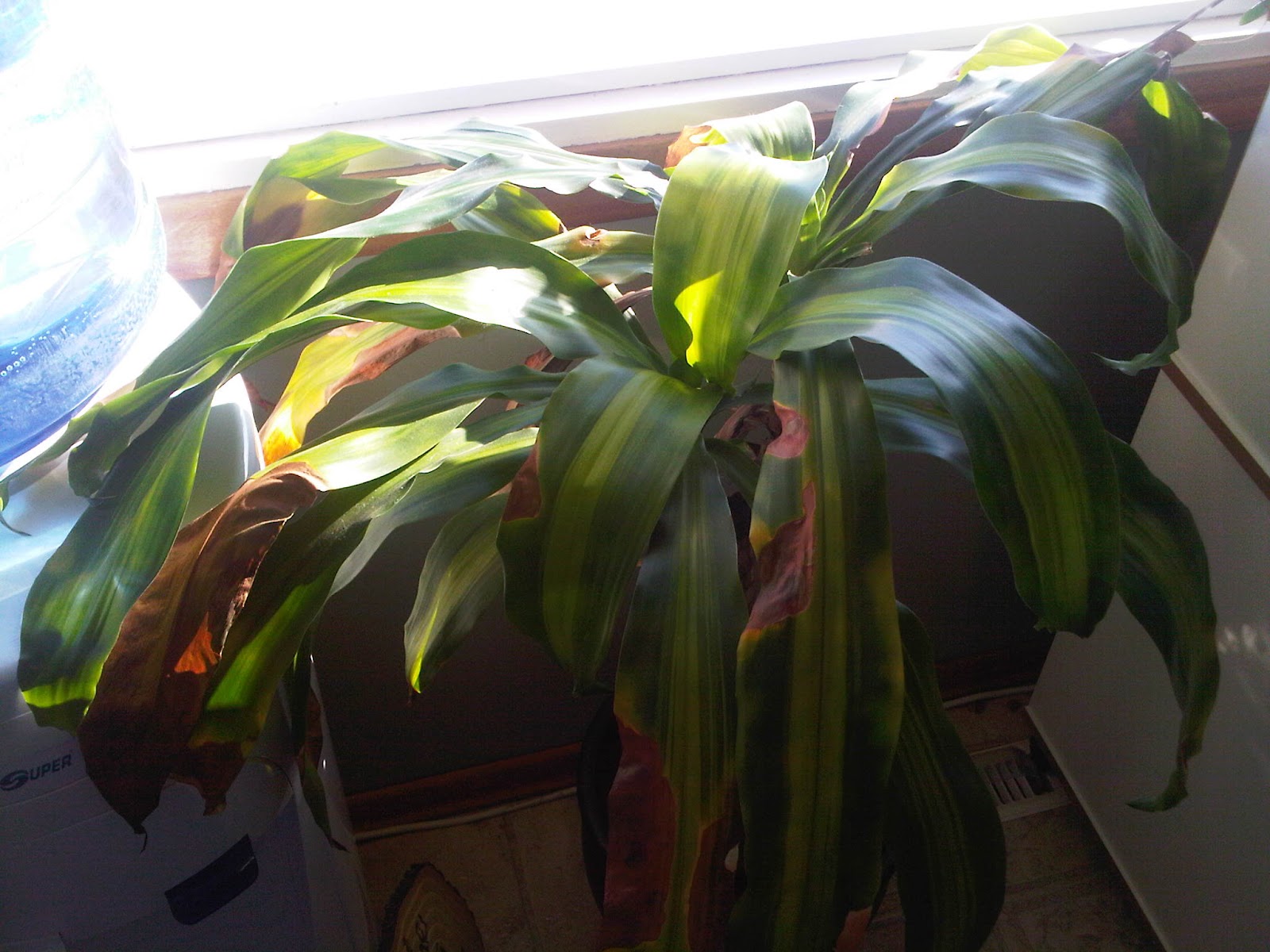 House plants part III