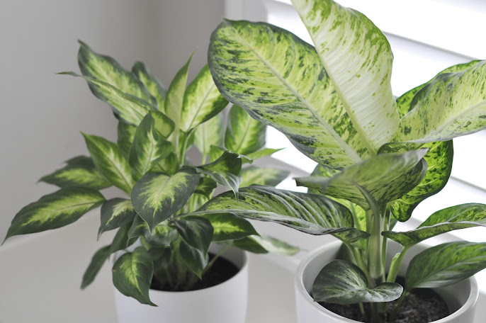 #11 Indoor Plant Decoration Ideas
