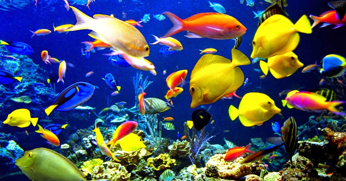 متحركة خلفيات كمبيوتر Hd