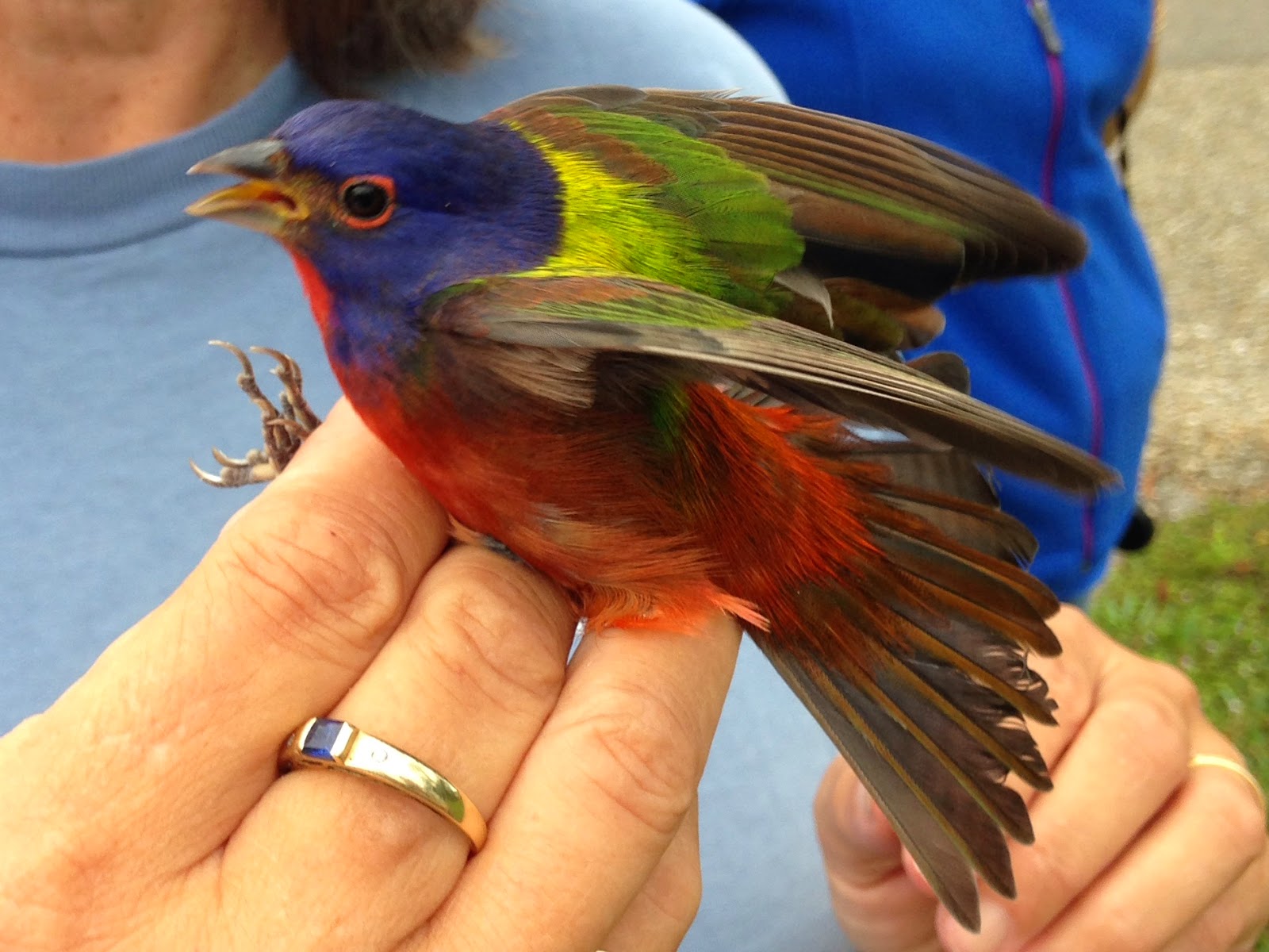 Bird Banding Learning From Birds Inhand Painted Buntings Season Two