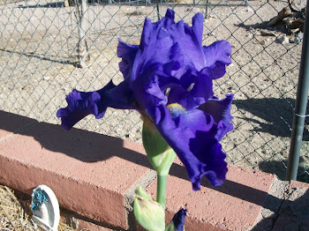 First Iris