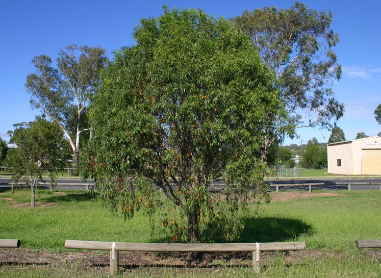 Toowoomba Plants Gumbi Gumbi
