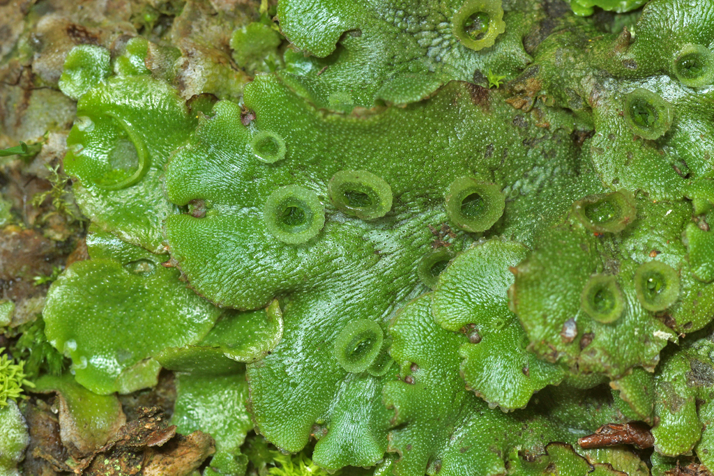 Frozen Journey Our Antarctica Project Antarctica plants Frozen Journey Our Antarctica Project Antarctica plants