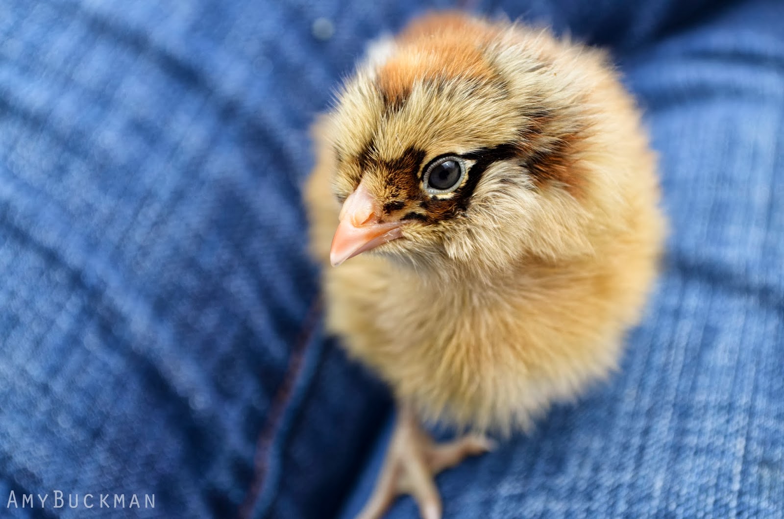 Grady-Fields-Fowl And this is Leafy, Lilly's Ameraucana Chicken, which will one day lay ...