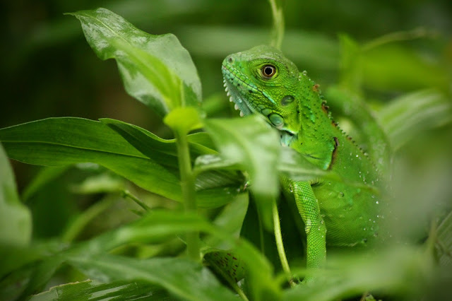 que fait un crocodile quand il rencontre une superbe femelle