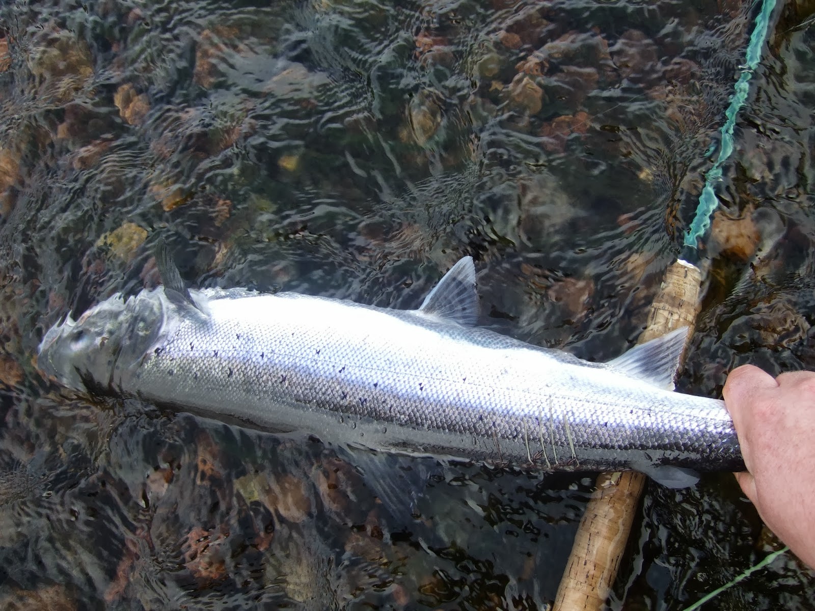 Dee & Don Salmon Fishing 3 Grilse From The Dee Today