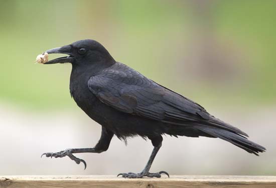 crow ,bird,animalia,chordata,aves,passeriformes,corvidae,corvus