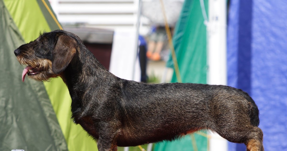 PSMKK- Ajankohtaista  Vuoden m  yr  koirat