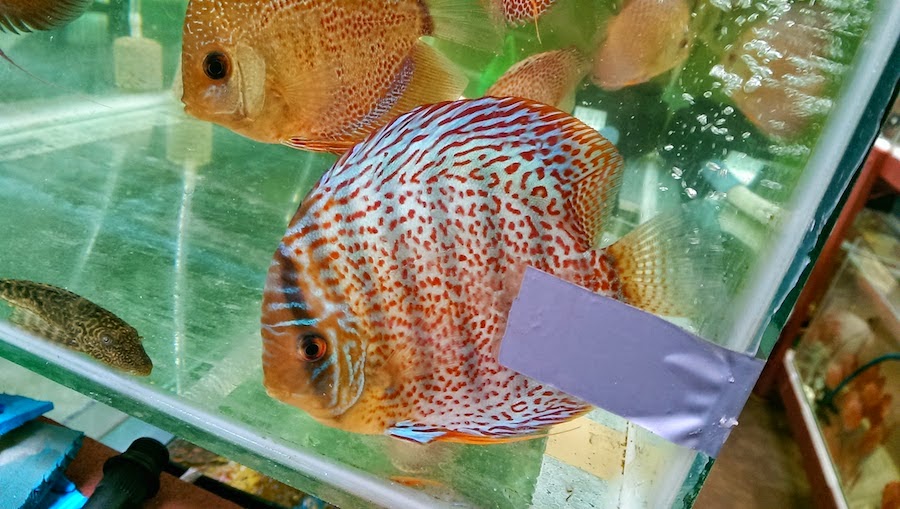 New arrival discus