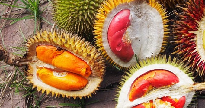 Rare durian species every enthusiast should try - TheHive.Asia