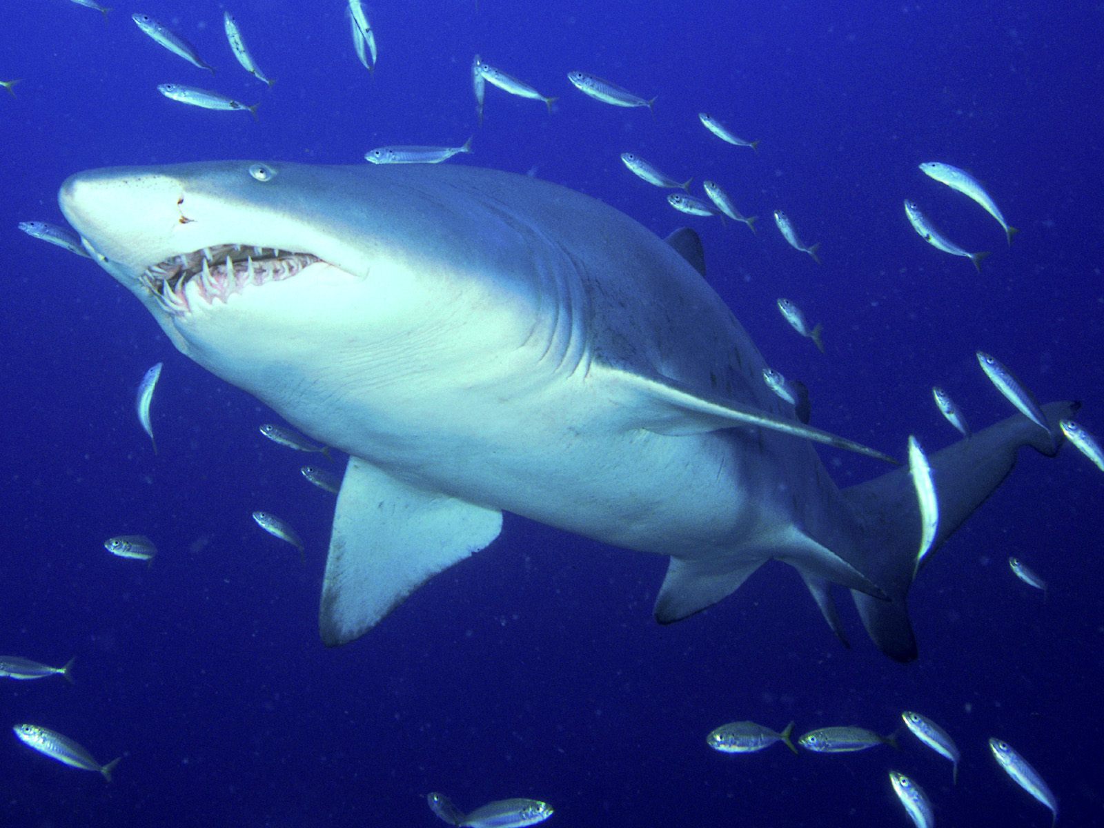 Animal Unique: Tiger Shark