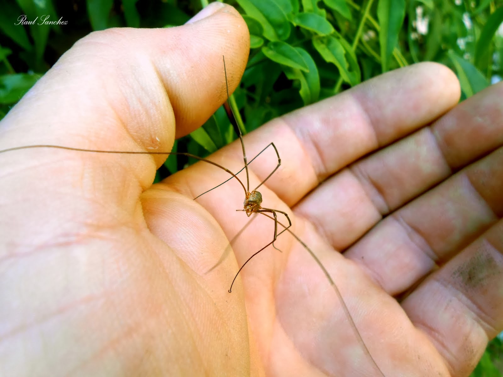 Opiliones ( Murgaños o Segadores )