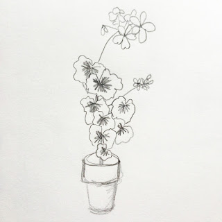 geraniums, sketching, pencil, Anne Butera, My Giant Strawberry
