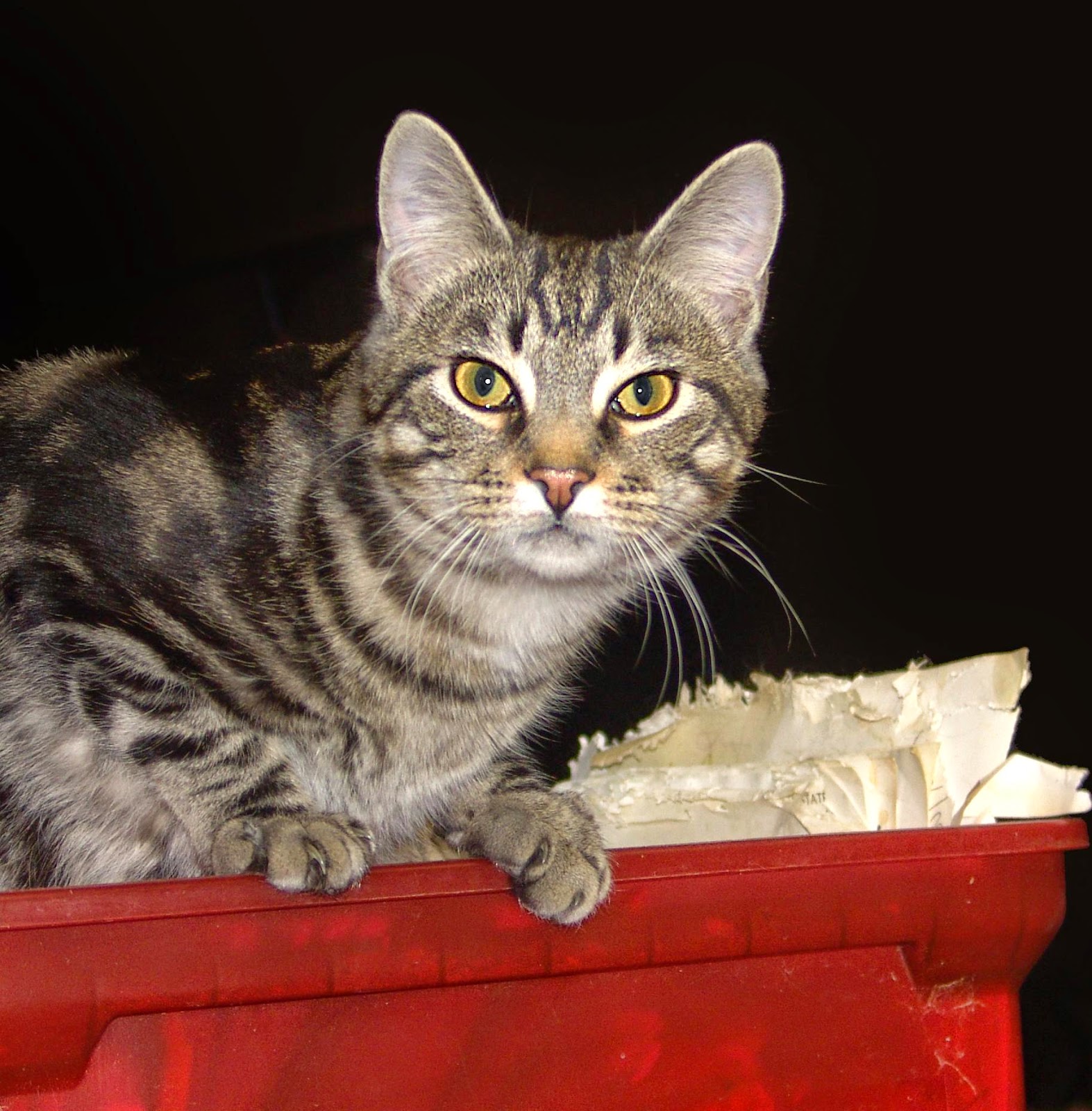 What Could Your Scary Symptoms Mean? Can a Cat’s Tail Be DoubleJointed?