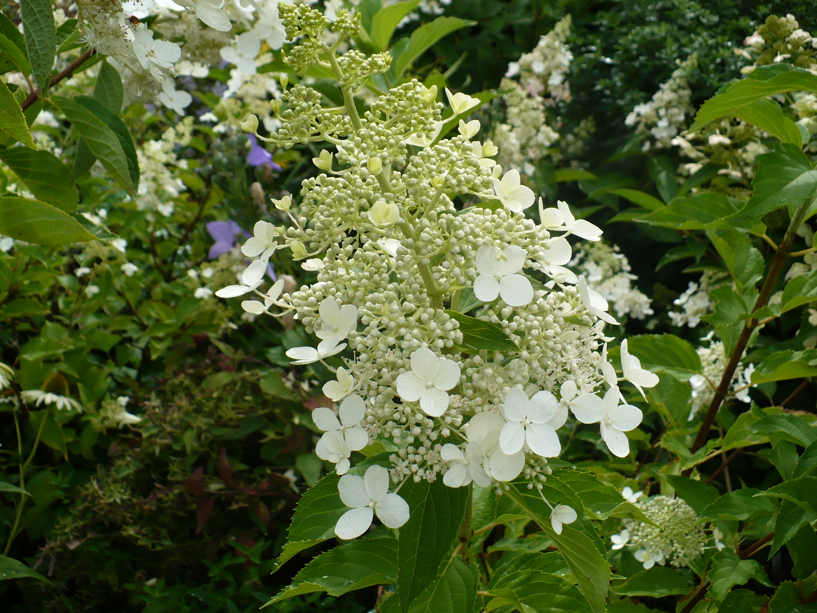 Долли рост гортензия