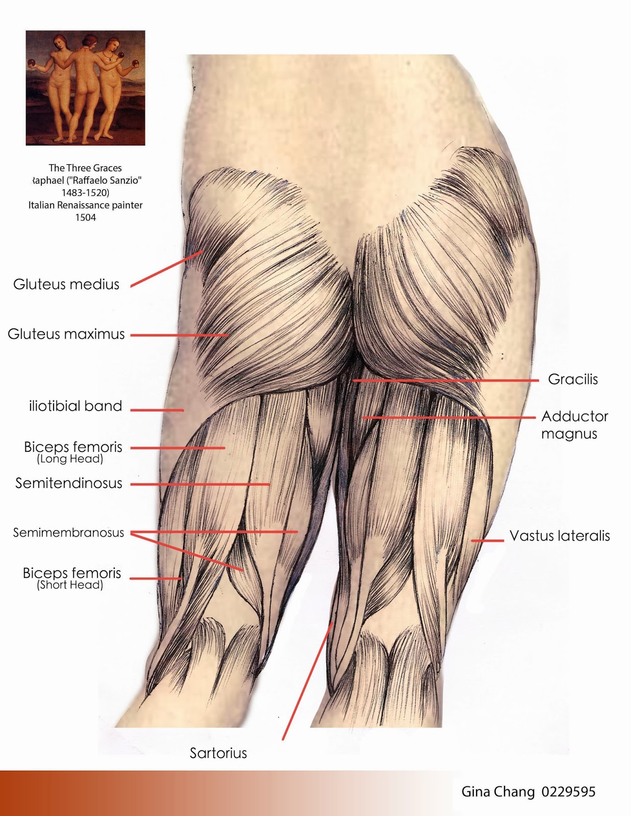 Gina Chang: anatomy study for figure drawing