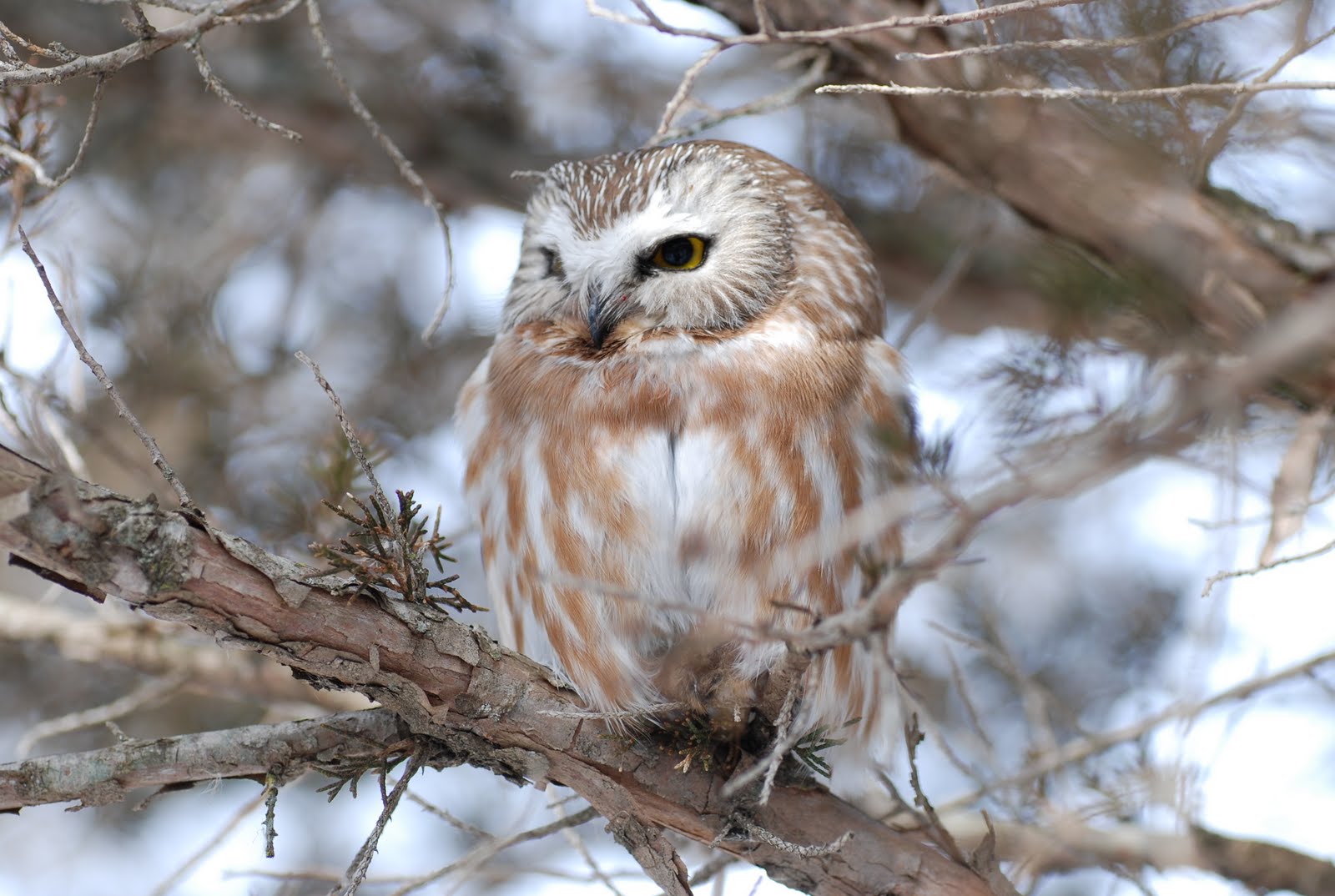 Minnesota Birdnerd Northern Sawwhet Owl