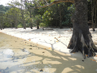 Mangroves cast shadows onto a sandy shore and shallow water Mangroves cast shadows onto a sandy shore and shallow water