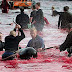Shiiit...Pembantaian Lumba-lumba di Denmark