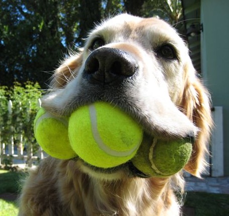 Are New Tennis Balls Bad For Dogs