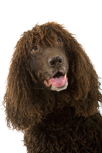 sweetest breeds sweetest breeds breeds sweetest breeds sweetest breeds breeds
