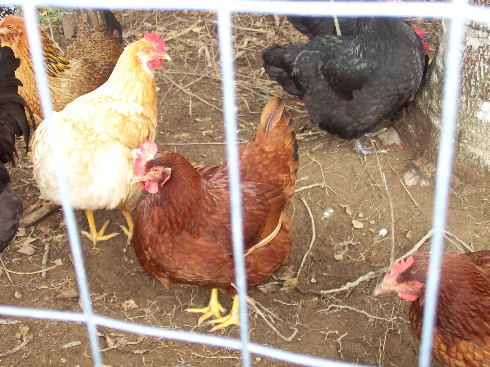 My Chicken And Egg Journal Cherry Egger Chicken Breed