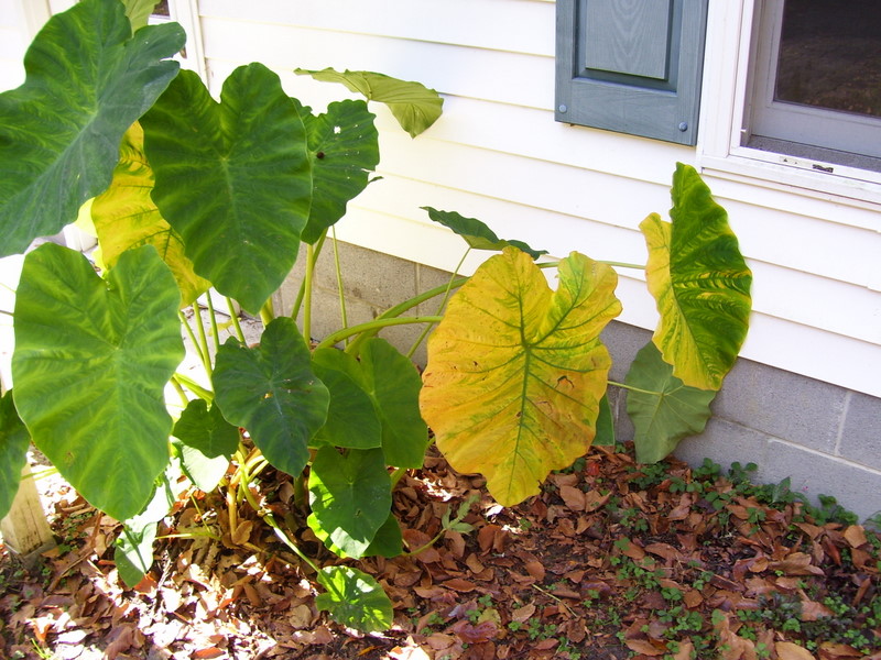 over winter back magic elephant ears